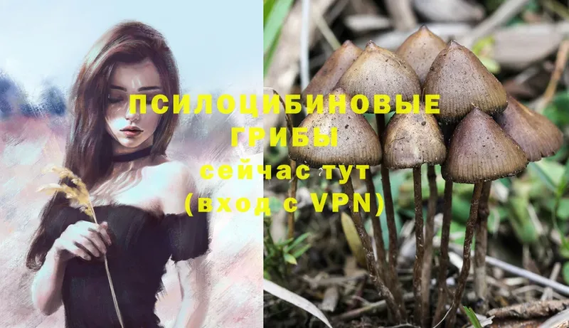 Галлюциногенные грибы MAGIC MUSHROOMS  mega сайт  Алексеевка 